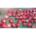 2016 Red Delicious Huaniu Apple